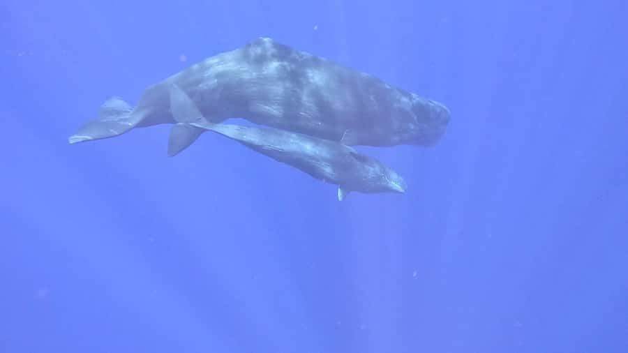 Whale & Dolphins Swimming - Private Speedboat Exclusive Tour - Lagoon Cruise and Iconic Spots: The Bonus Time You’ll Actually Appreciate