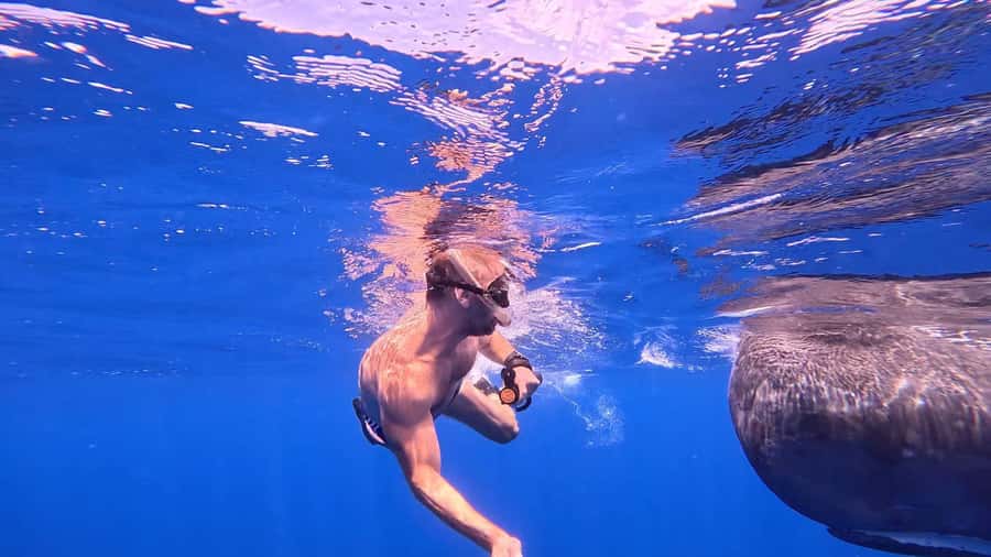 Whale & Dolphins Swimming - Private Speedboat Exclusive Tour - Price and Value: Is $778 for Up to 4 a Fair Deal?