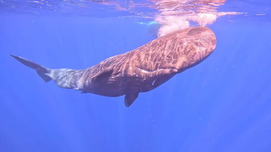 Whale & Dolphins Swimming - Private Speedboat Exclusive Tour - Who This Tour Suits Best (And Who Should Rethink It)