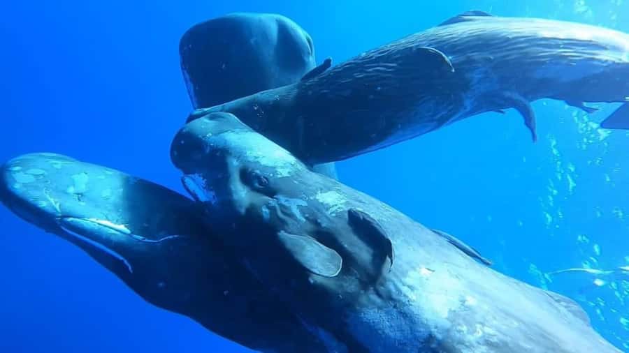 Whale & Dolphins Swimming - Private Speedboat Exclusive Tour - The Private Speedboat Advantage for Dolphins and Whale Chances