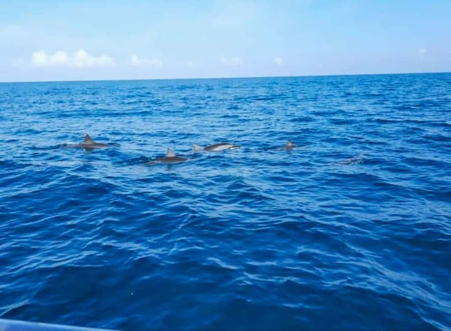 Wild Dolphin Encounter & Snorkeling Adventure - Mauritius. - Why the Wild Dolphin Swim Off Mauritius Feels Special