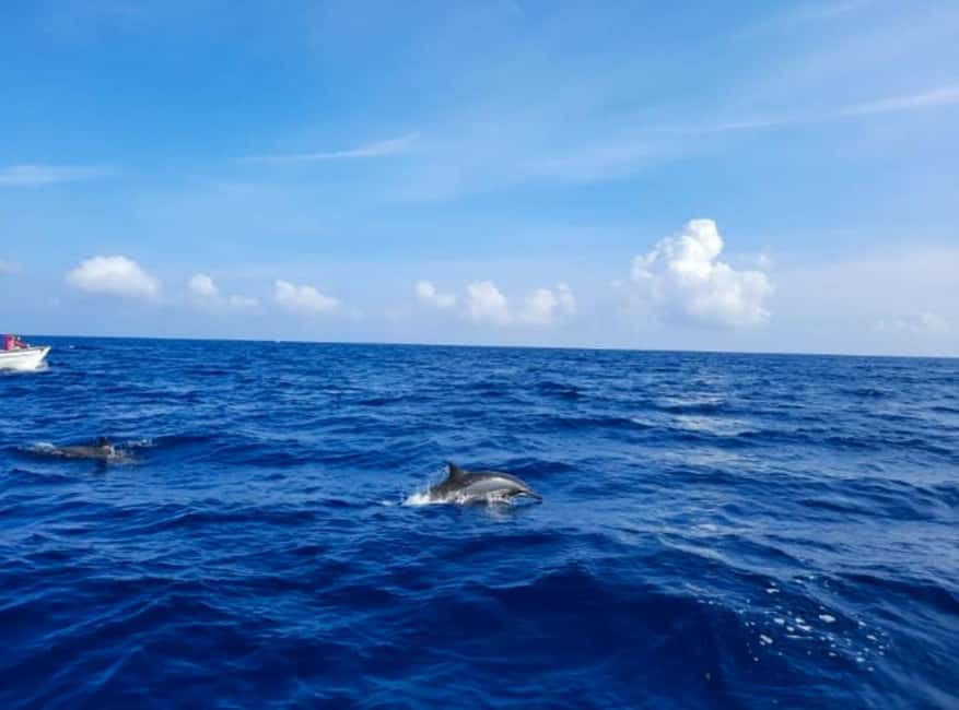 Wild Dolphin Encounter & Snorkeling Adventure - Mauritius. - Snorkeling in Clear Water: Gear, Fit, and What You Might See