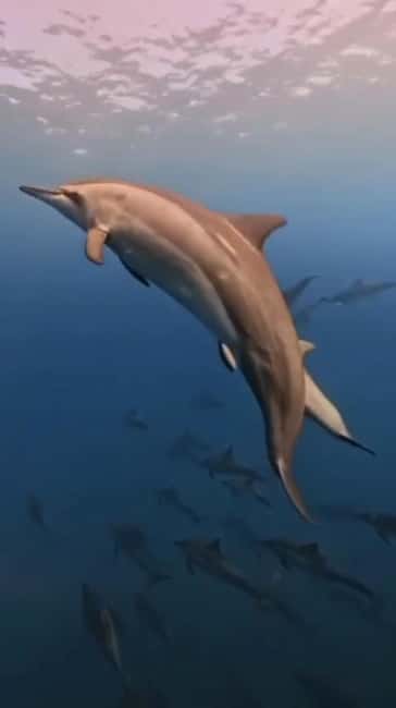 Wild Dolphin Encounter & Snorkeling Adventure – Mauritius. - 7:30 AM Speedboat Start and How the Morning Runs
