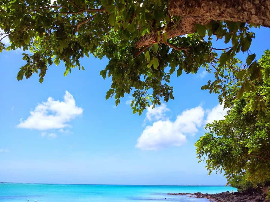 Wild Dolphin Swim & 4 Northern Beaches with Transportation - Key Highlights You’ll Feel Immediately