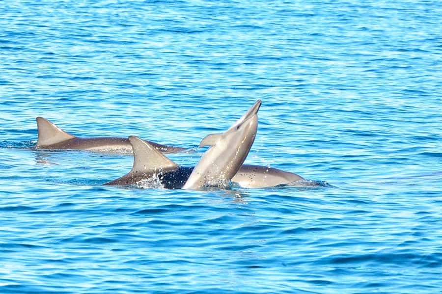 Wild Dolphin Swim & 4 Northern Beaches with Transportation - How the 8 Hours Play Out: Timing, Transfers, and Flexibility