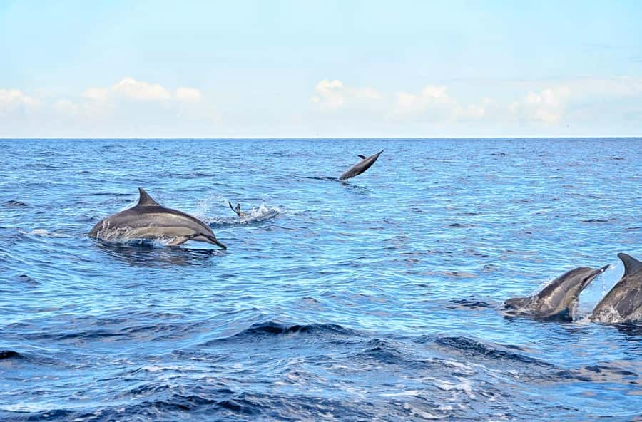 Wild Dolphin Swim & 4 Northern Beaches with Transportation - Morning at Tamarin Bay: The Dolphin Swim and Aquarium Snorkeling